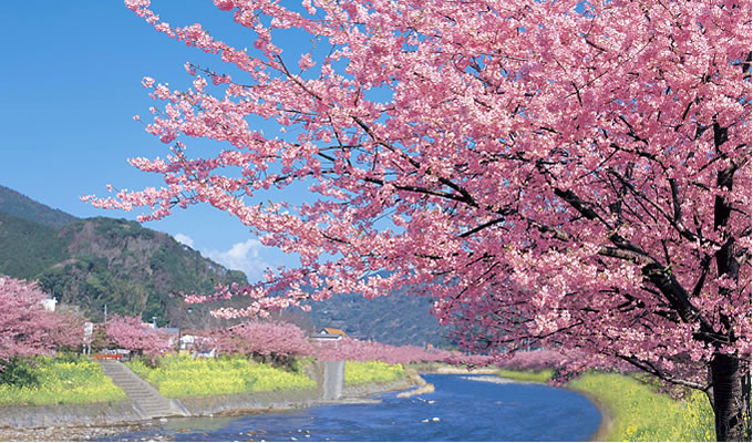 河津桜まつり 下田大和館について 伊豆 下田温泉旅館 下田大和館